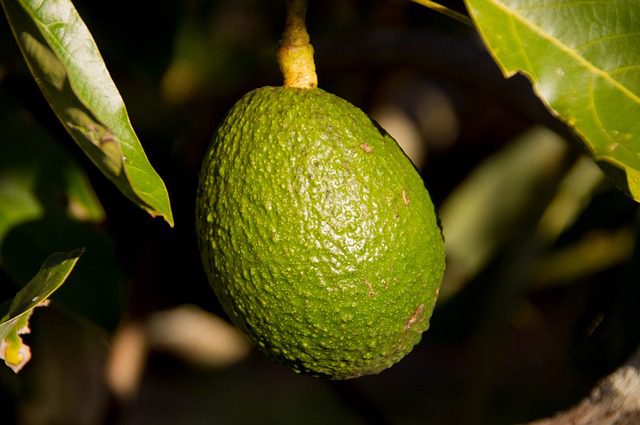 Avocados: Creamy Brain Fuel Avocados: Creamy Brain Fuel