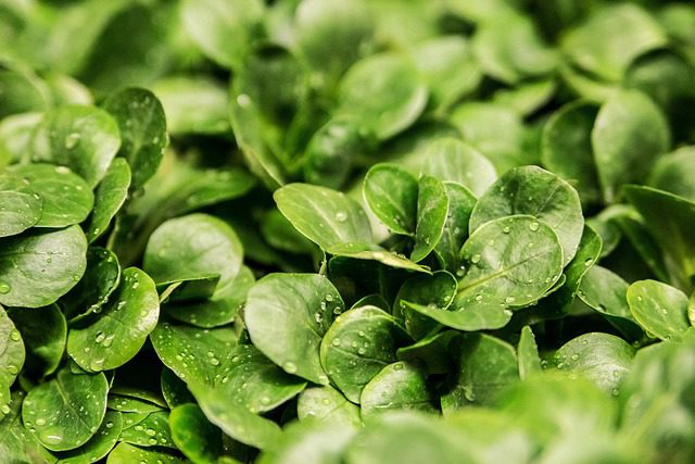 Dark Leafy Greens: The Brain's Best Friends Dark Leafy Greens: The Brain's Best Friends