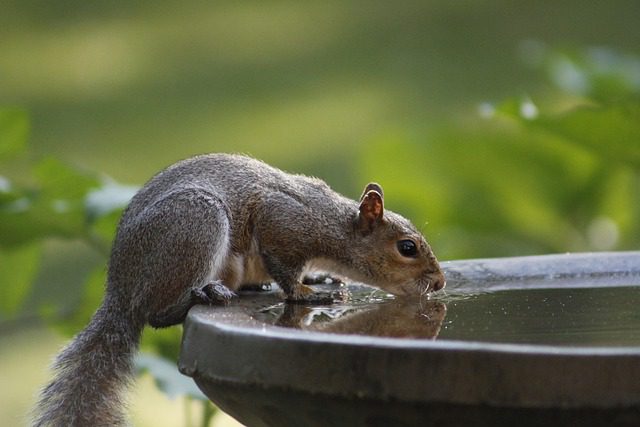 animal drinking water animal drinking water